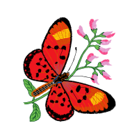 Illustration Animals