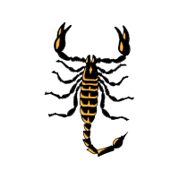 Illustration Animals