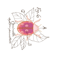 Illustration Animals