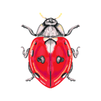 Ladybugs Animals Ladybugs Animals