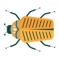 Leaf Beetles Animals Leaf Beetles Animals