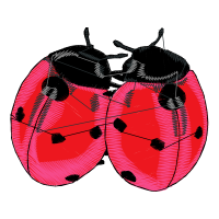 Leaf Beetles Animals Leaf Beetles Animals