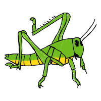 Mantids Animals