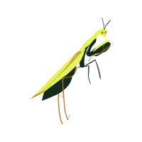 Mantids Animals Mantids Animals