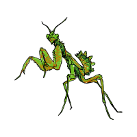 Mantids Animals