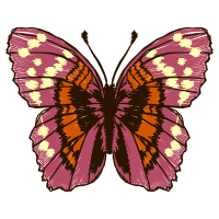 Metalmark Butterflies Animals