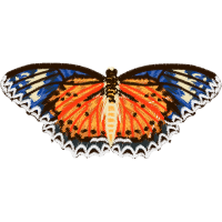 Metalmark Butterflies Animals Metalmark Butterflies Animals