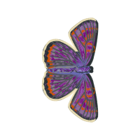 Metalmark Butterflies Animals Metalmark Butterflies Animals