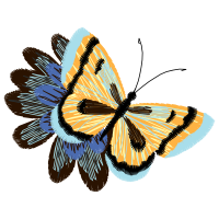 Metalmark Butterflies Animals Metalmark Butterflies Animals