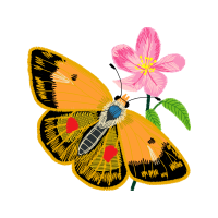 Metalmark Butterflies Animals