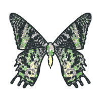 Metalmark Butterflies Animals Metalmark Butterflies Animals