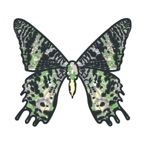 Metalmark Butterflies Animals Metalmark Butterflies Animals