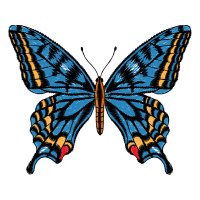 Metalmark Butterflies Animals Metalmark Butterflies Animals