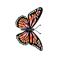 Monarch Butterfly Animals