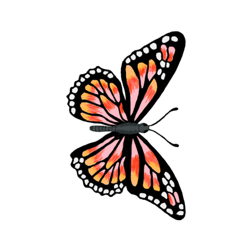 Monarch Butterfly Animals Monarch Butterfly Animals