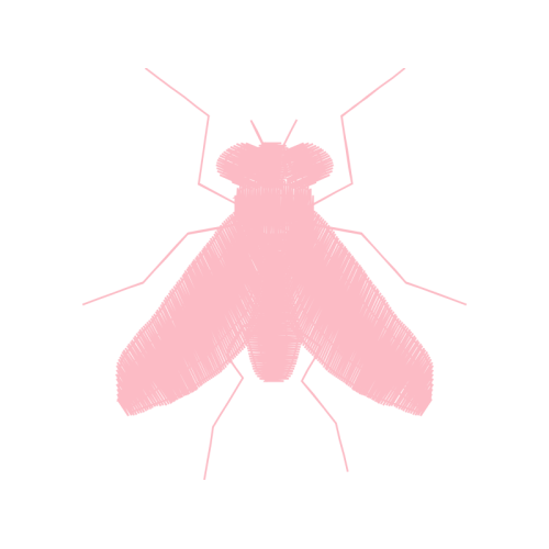 Mosquito Animals Mosquito Animals