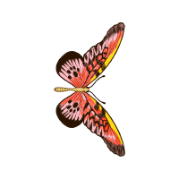 Net Winged Insects Animals Net Winged Insects Animals