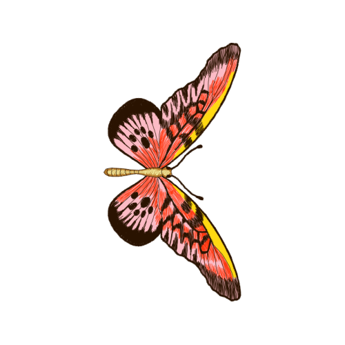 Net Winged Insects Animals Net Winged Insects Animals