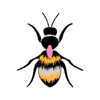 Net Winged Insects Animals