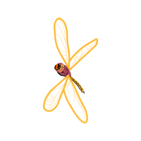 Net Winged Insects Animals Net Winged Insects Animals