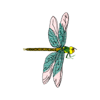 Net Winged Insects Animals Net Winged Insects Animals