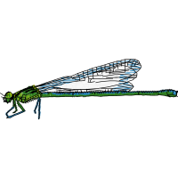 Net Winged Insects Animals Net Winged Insects Animals