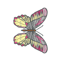 Net Winged Insects Animals