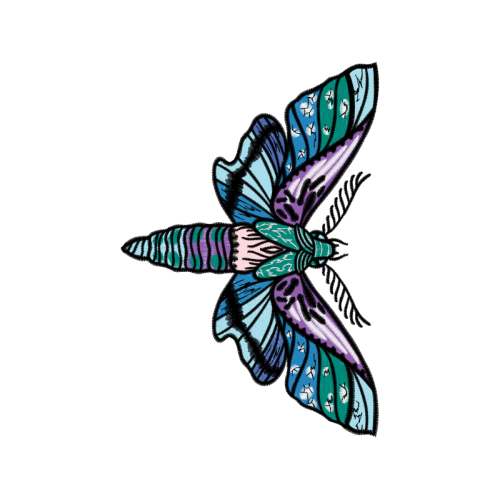 Net Winged Insects Animals Net Winged Insects Animals