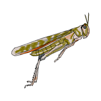 Net Winged Insects Animals Net Winged Insects Animals