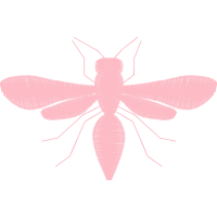 Net Winged Insects Animals Net Winged Insects Animals