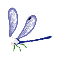 Net Winged Insects Animals Net Winged Insects Animals