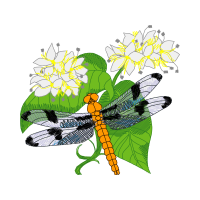 Net Winged Insects Animals Net Winged Insects Animals