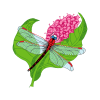 Net Winged Insects Animals Net Winged Insects Animals