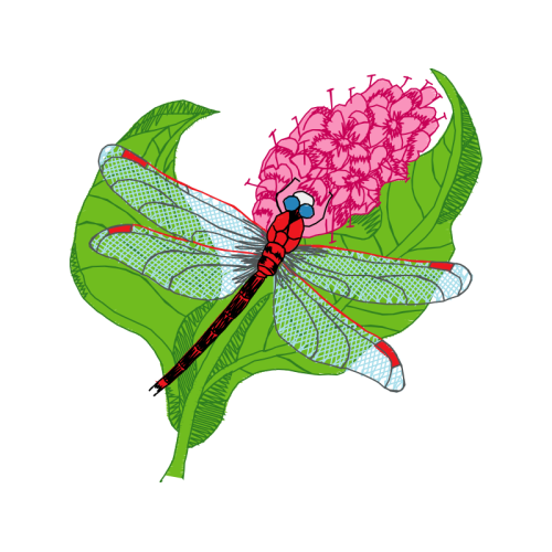 Net Winged Insects Animals Net Winged Insects Animals