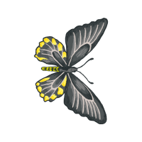 Net Winged Insects Animals Net Winged Insects Animals