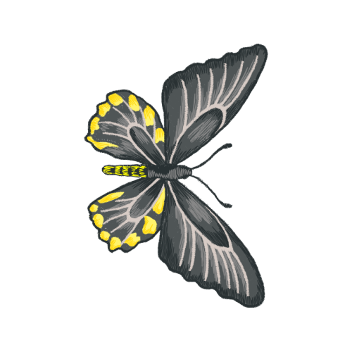 Net Winged Insects Animals Net Winged Insects Animals