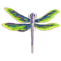 Net Winged Insects Animals Net Winged Insects Animals