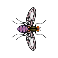 Net Winged Insects Animals