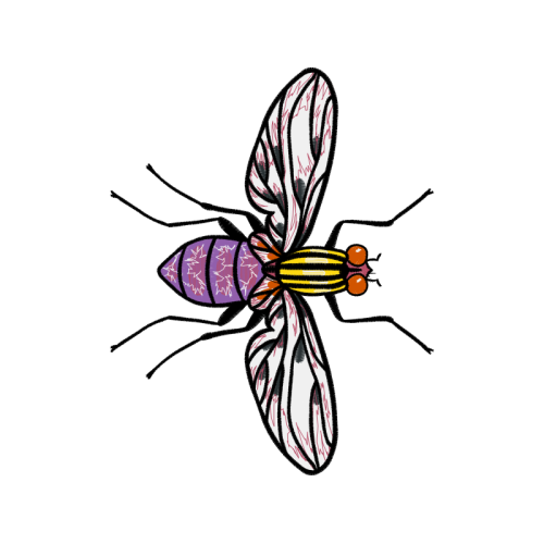 Net Winged Insects Animals Net Winged Insects Animals