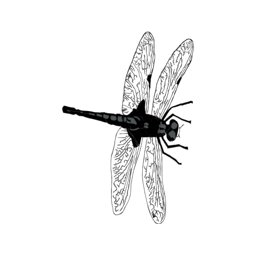 Net Winged Insects Animals Net Winged Insects Animals