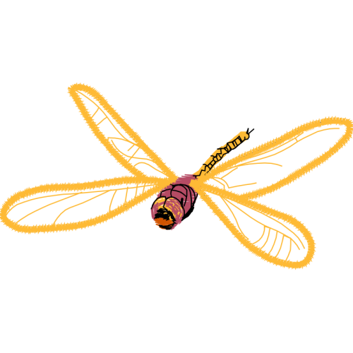 Net Winged Insects Animals Net Winged Insects Animals