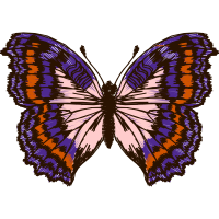 Northern Brown Argus Animals Northern Brown Argus Animals