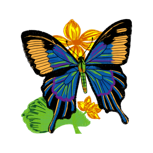 Northern Brown Argus Animals Northern Brown Argus Animals