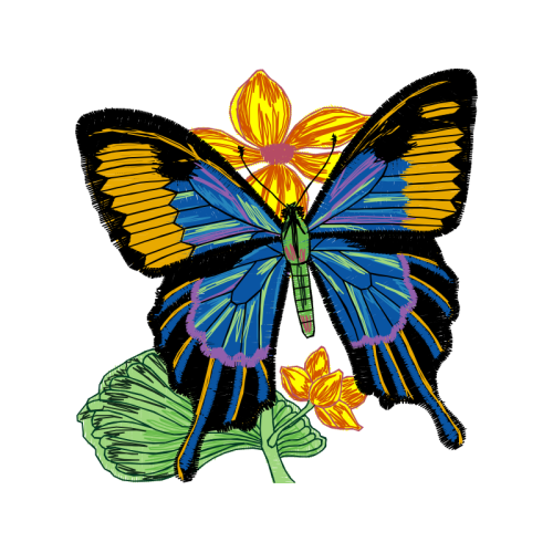 Northern Brown Argus Animals Northern Brown Argus Animals