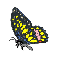 Old World Swallowtail Animals