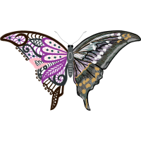 Old World Swallowtail Animals Old World Swallowtail Animals