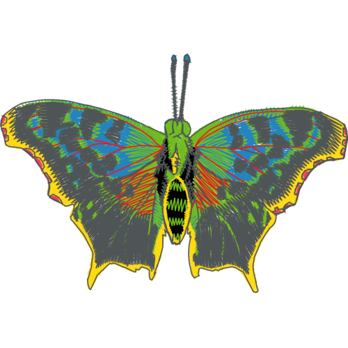 Old World Swallowtail Animals Old World Swallowtail Animals