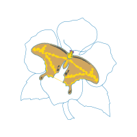 Old World Swallowtail Animals Old World Swallowtail Animals