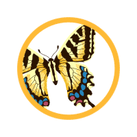 Old World Swallowtail Animals Old World Swallowtail Animals