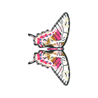 Old World Swallowtail Animals Old World Swallowtail Animals